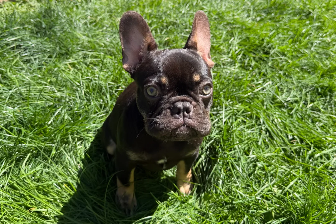 Coco (Cocoa Chanel) - placeholder picture