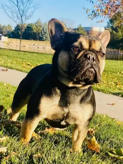 Picture of Vinnie